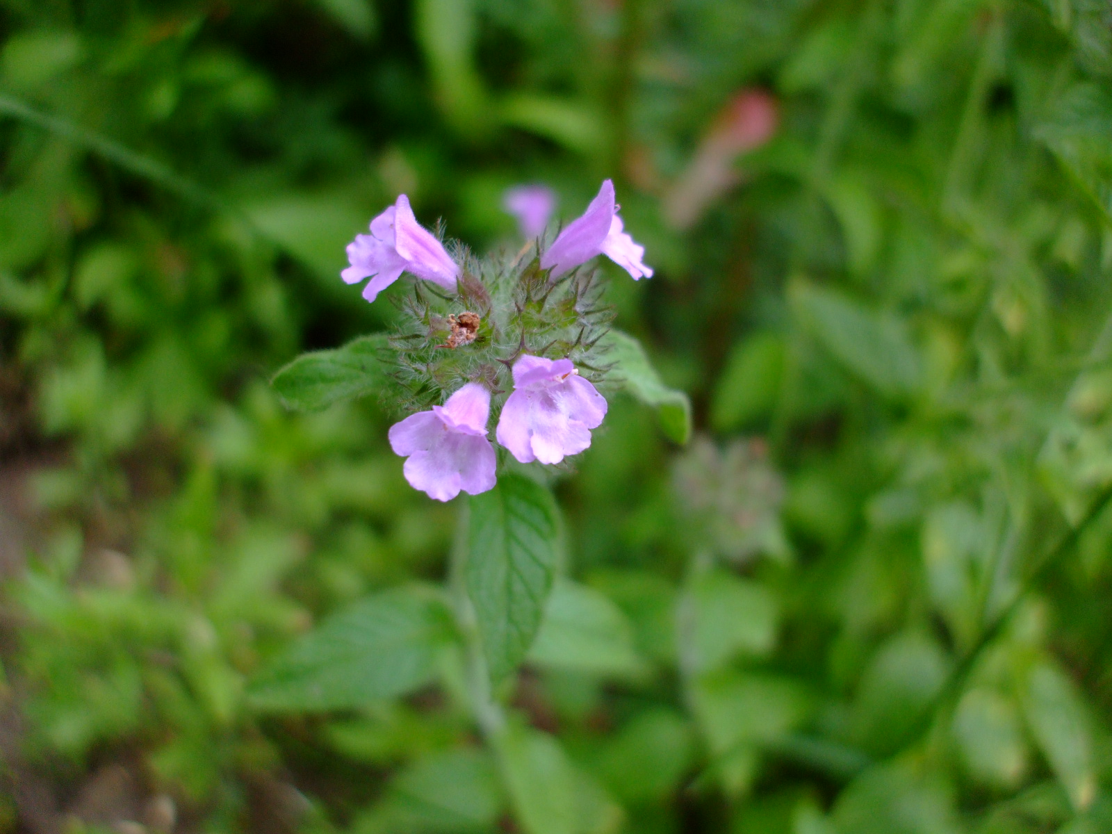 Clinopodium vulgare